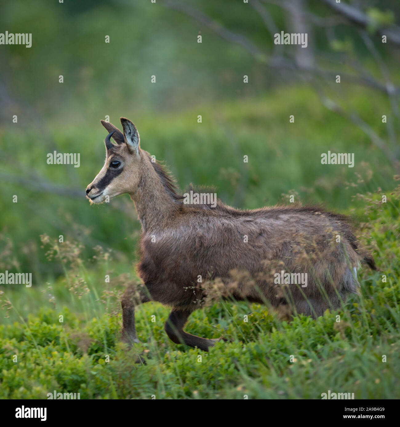 Chamois / Gaemse ( Rupicapra rupicapra ) young adolescent, running down towards the valley, playful, full of joy, jumping over fresh green low shrubs, Stock Photo