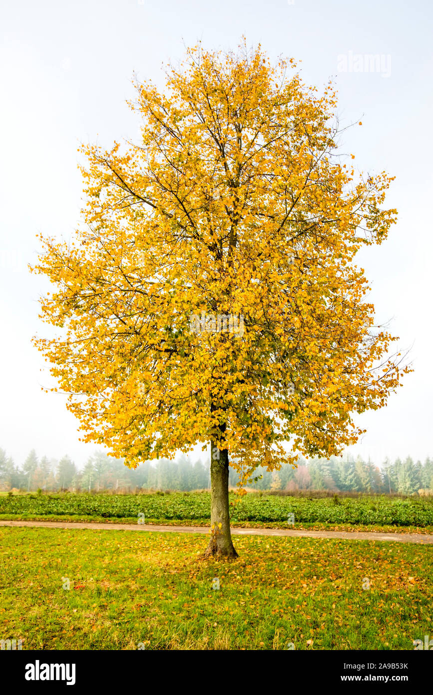 Lime tree golden leaves hi-res stock photography and images - Alamy
