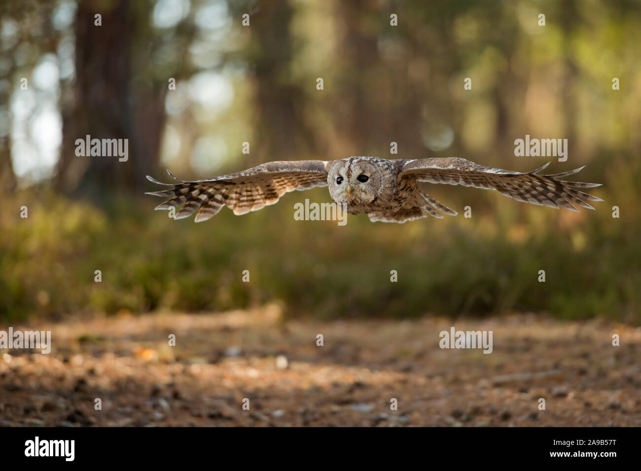 Tawny Owl / Waldkauz ( Strix aluco ) in gliding flight, flying over a clearing, stretched wings, wingspan, surrounded by an autumnal coloured forest, Stock Photo
