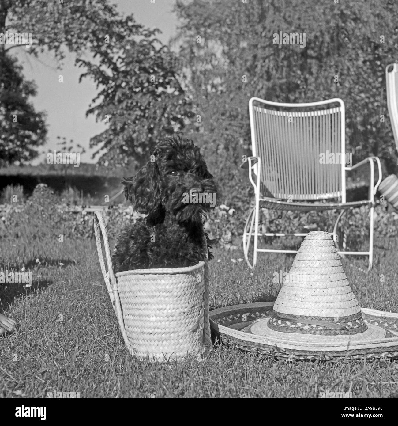 A poodle in a basket with a Mexican hat at the garden, Germany 1959 Stock Photo