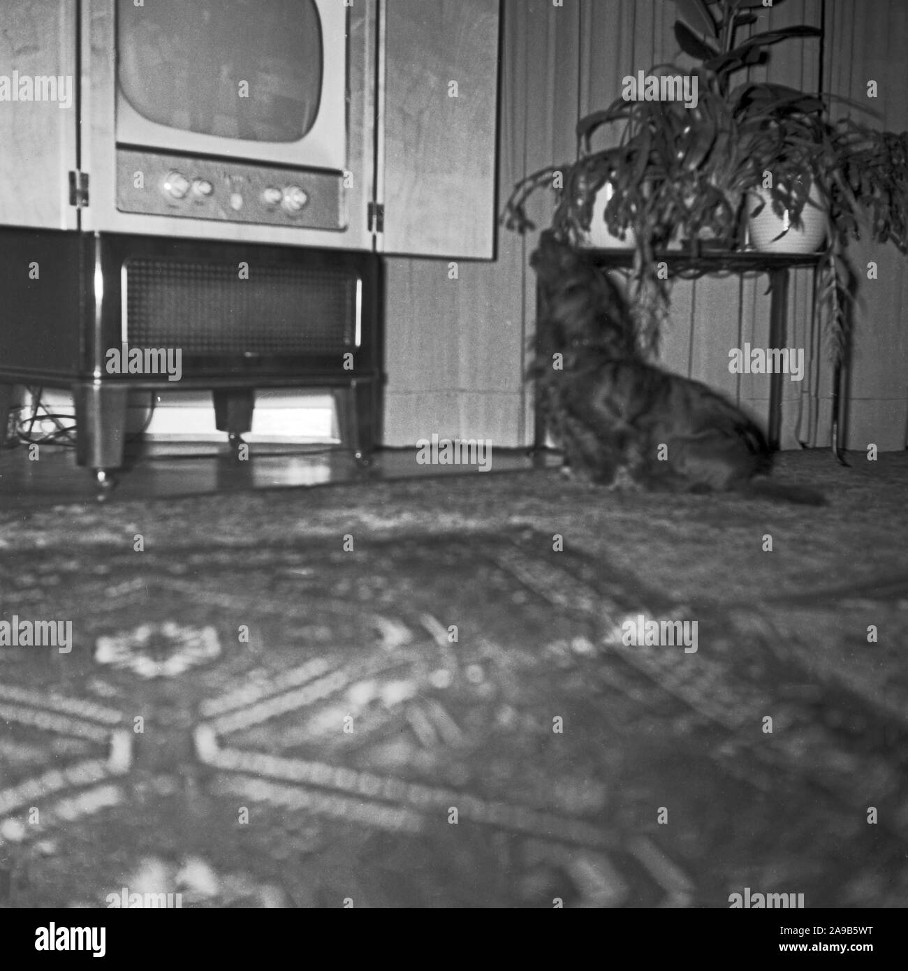A pet dog barking at the TV, Germany 1958 Stock Photo