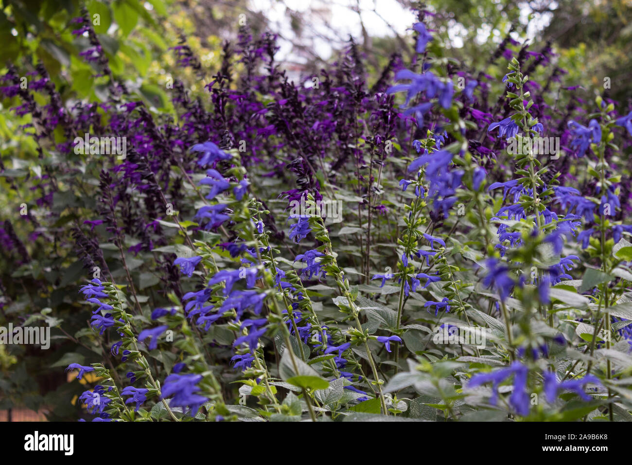 Blue and purple spring in Buenos Aires. Spring brings blue and purple blossom plants making every garden more colorful and interesting. Stock Photo