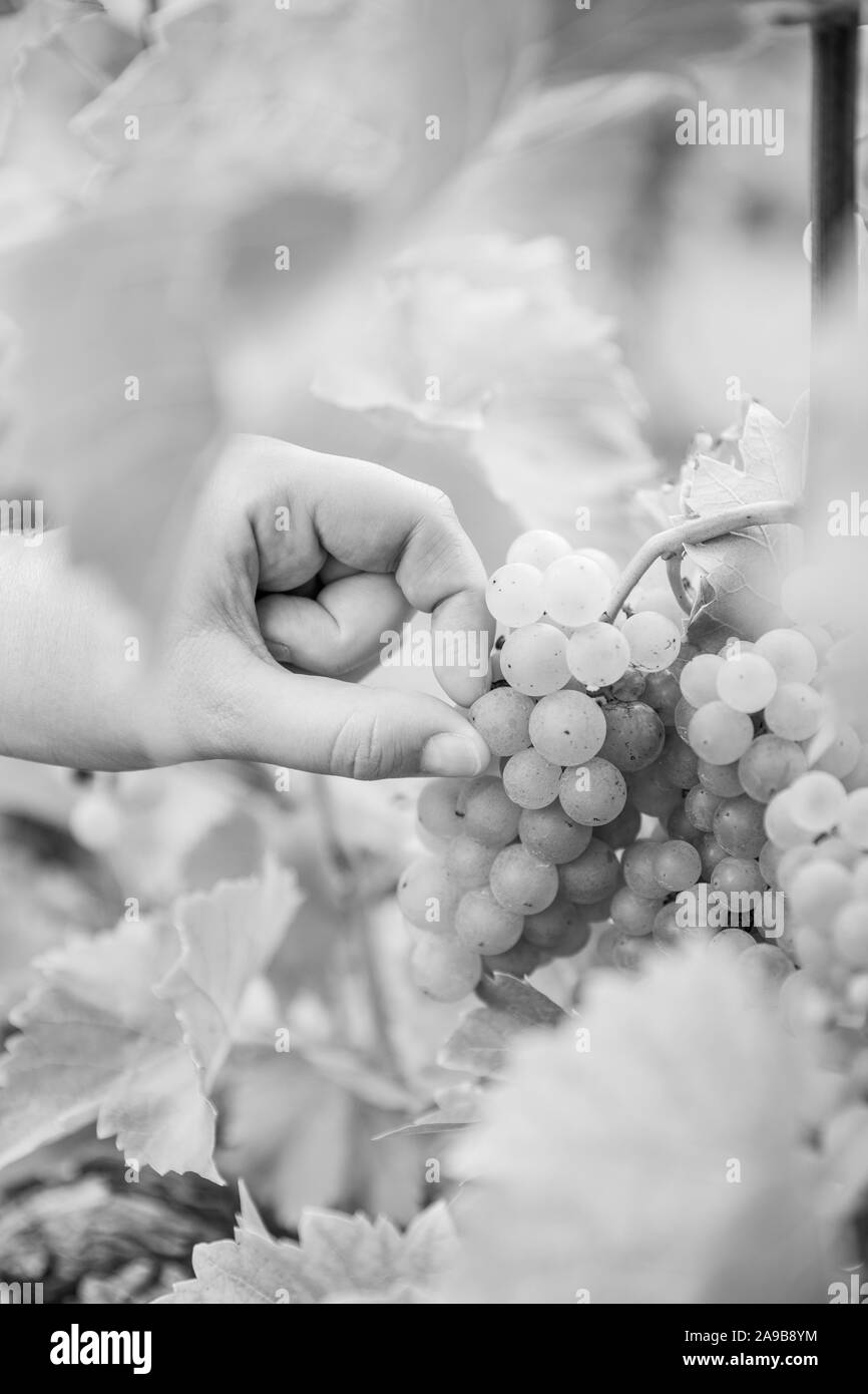 A hand picking a grape from a bunch of grapes hanging on a vine at a vineyard. Black and white. Stock Photo