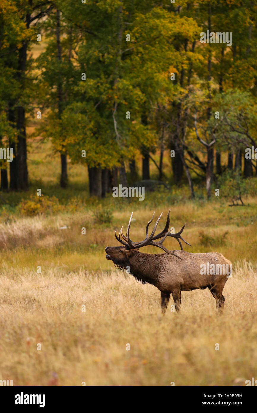 Bull elk bugling during autumn rut vertical composition in Rocky Mountain National Park, Colorado Stock Photo