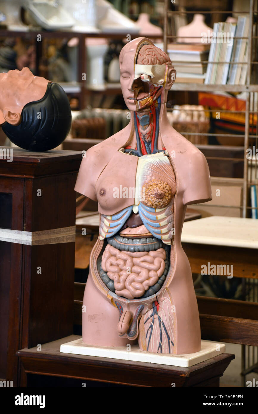 Anatomical medical male human body model showing internal organs found in a reclamation yard in Frome, Somerset, UK Stock Photo