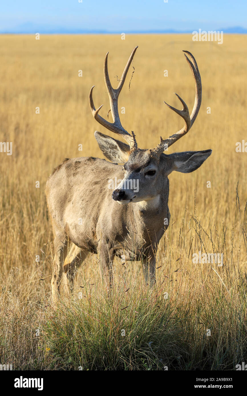 MUle Deer Buck with antlers closeup in a meadow Stock Photo