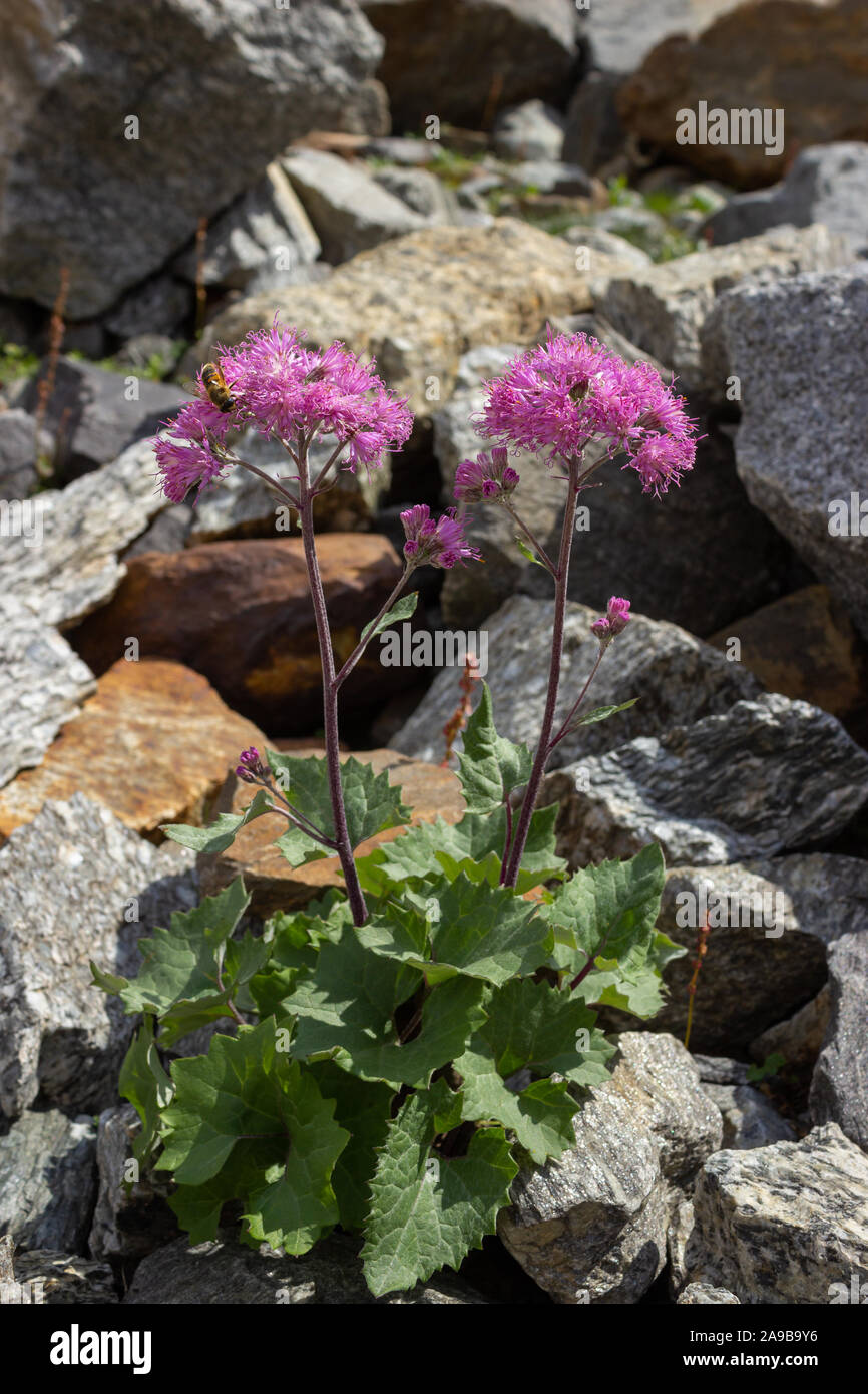Alpine wild flower Adenostyles leucophylla  (White-leaved Adenostyle). Aosta valley, Cogne, Italy. Stock Photo
