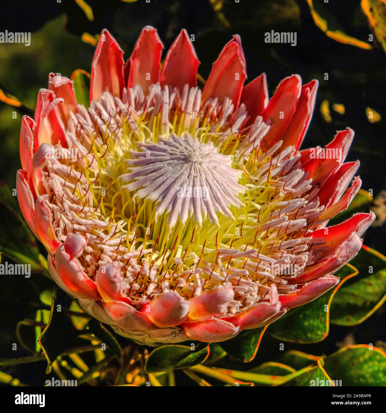 King Protea Flower South Africa Cape Stock Photo