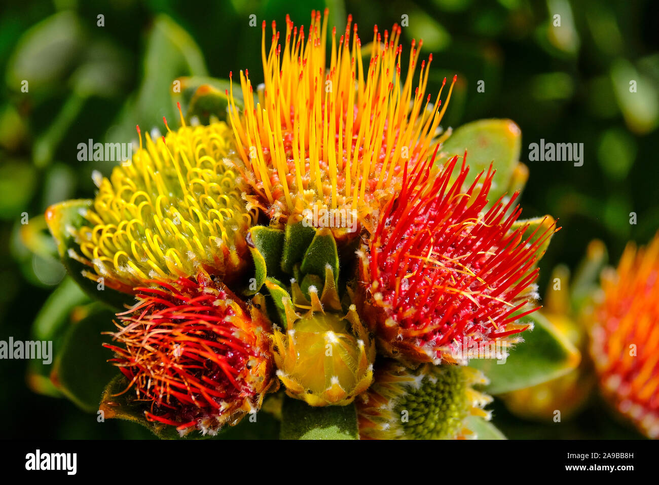 Leucospermum oleifolium,Tufted pincushion, Kirstenbosch National Botanical Gardens Cape Town South Africa Stock Photo