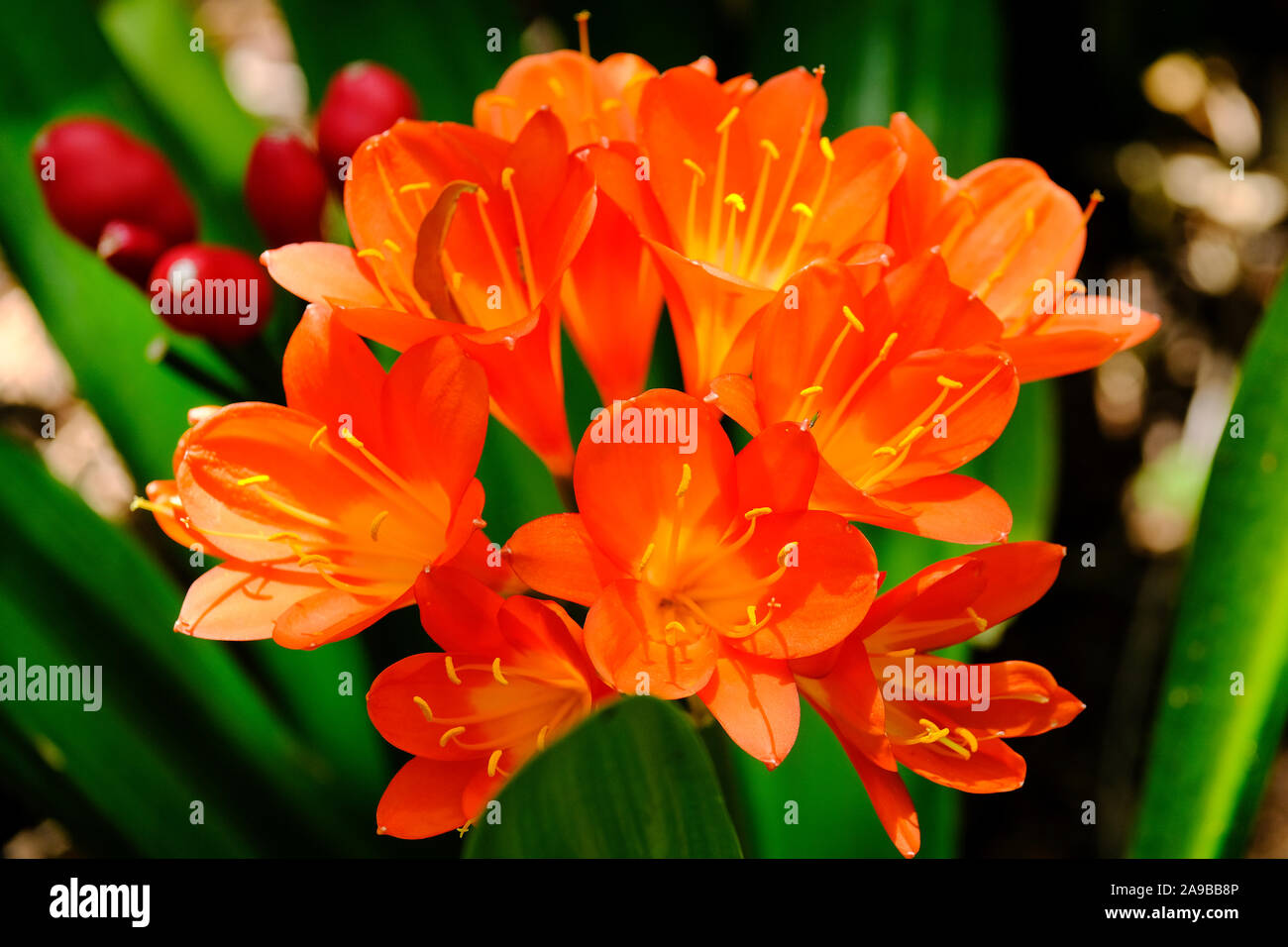 Orange Cliviaminiata Kirstenbosch National Botanical Gardens Cape Town South Africa Stock Photo