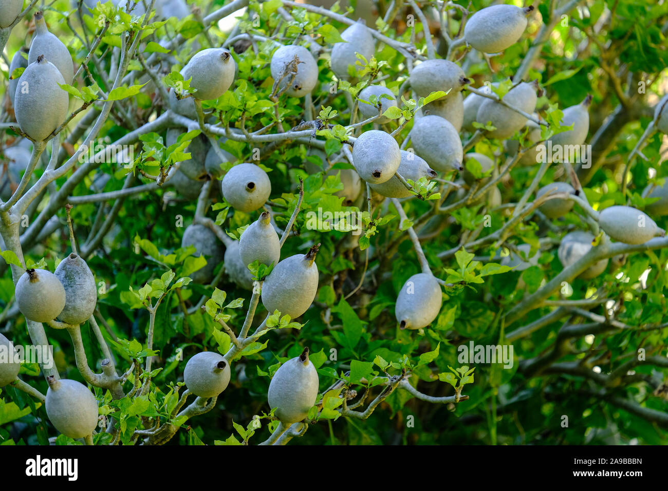 Gardenia thunbergia, Kirstenbosch National Botanical Gardens Cape Town South Africa Stock Photo