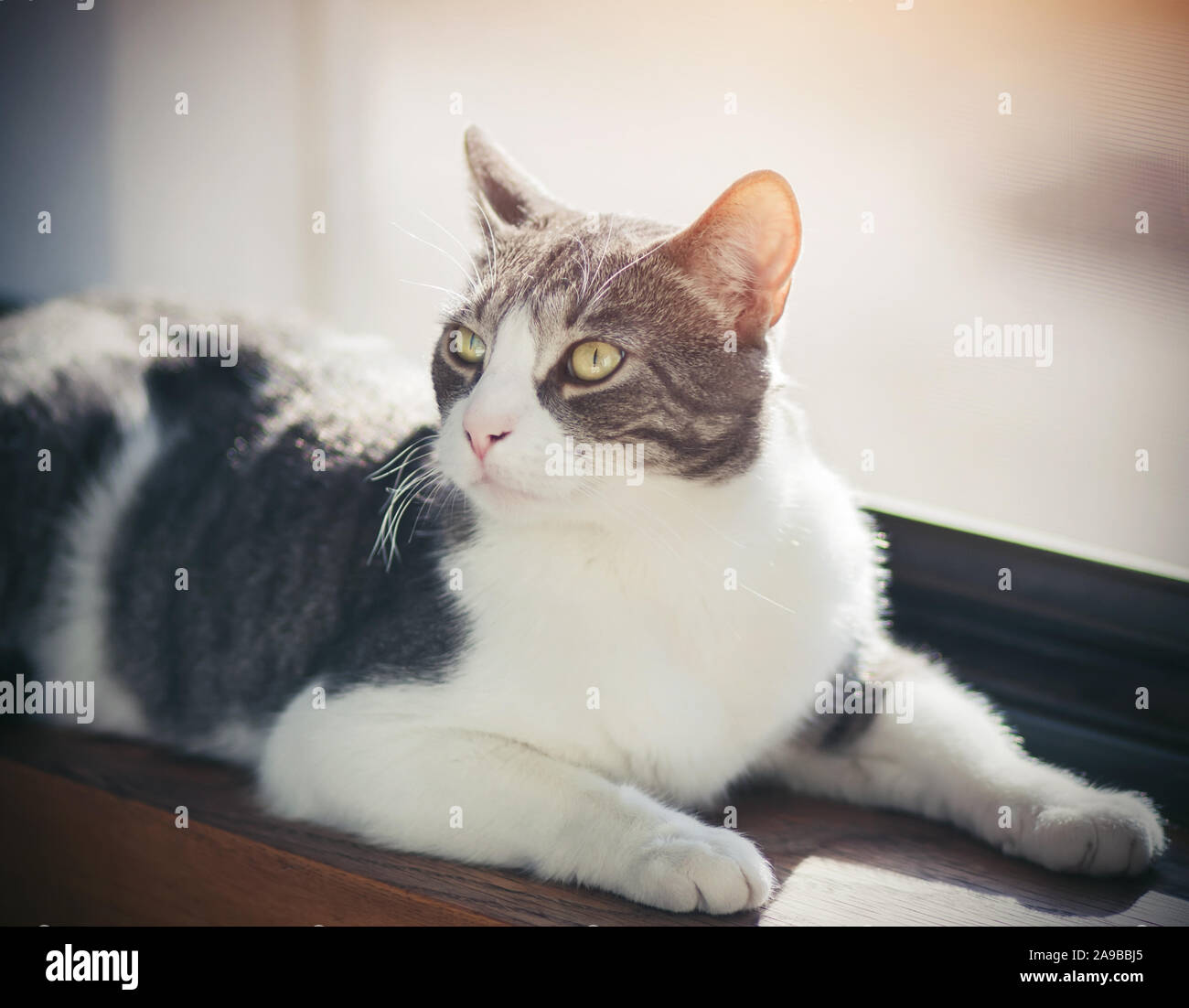 Striped cute house cat lies on a wooden windowsill and basks in the rays of the hot afternoon sun. Stock Photo
