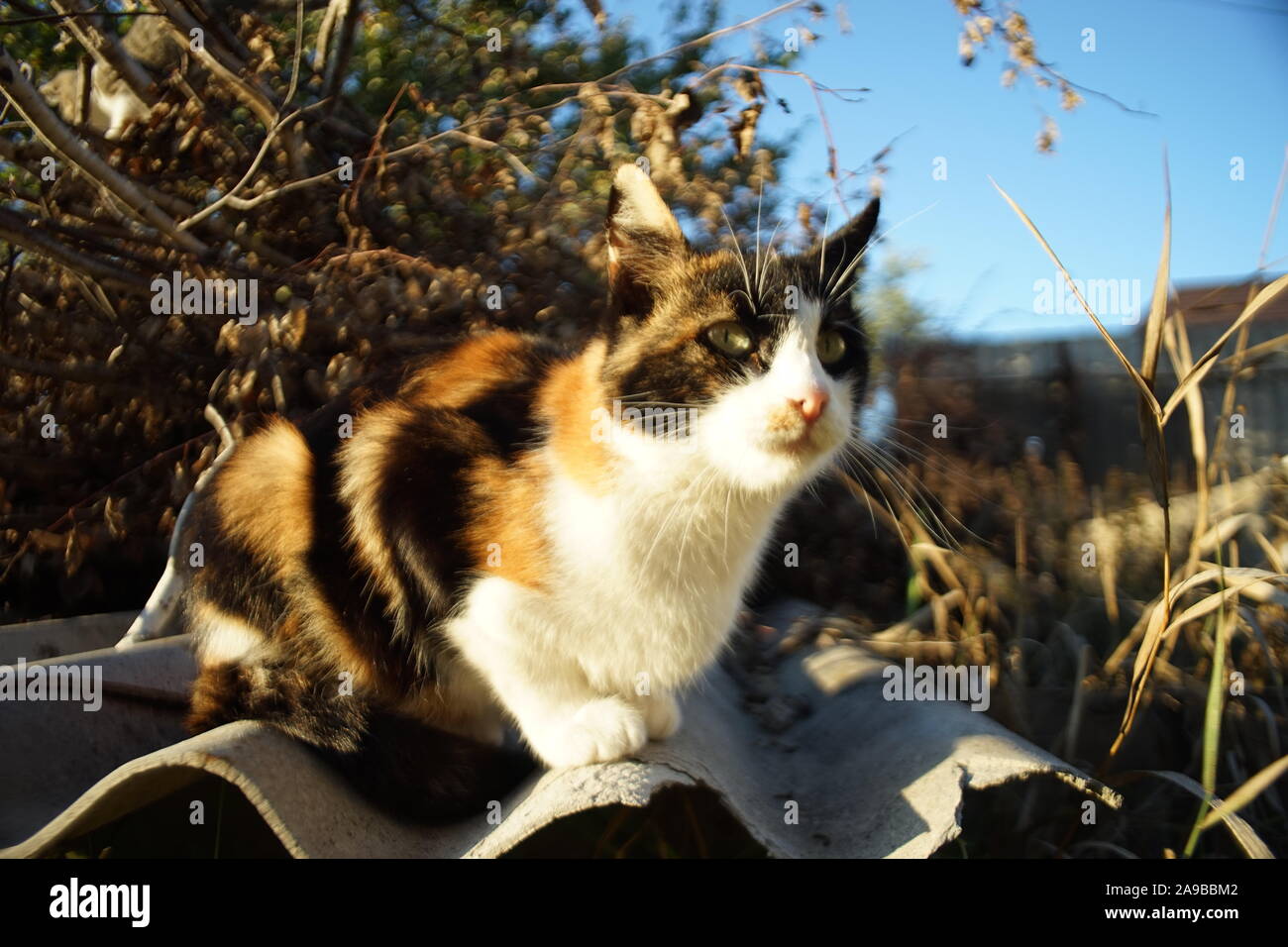 Tricolor kitty rest in the sunny garden, domestic animals relax, maneki neko cat. Stock Photo