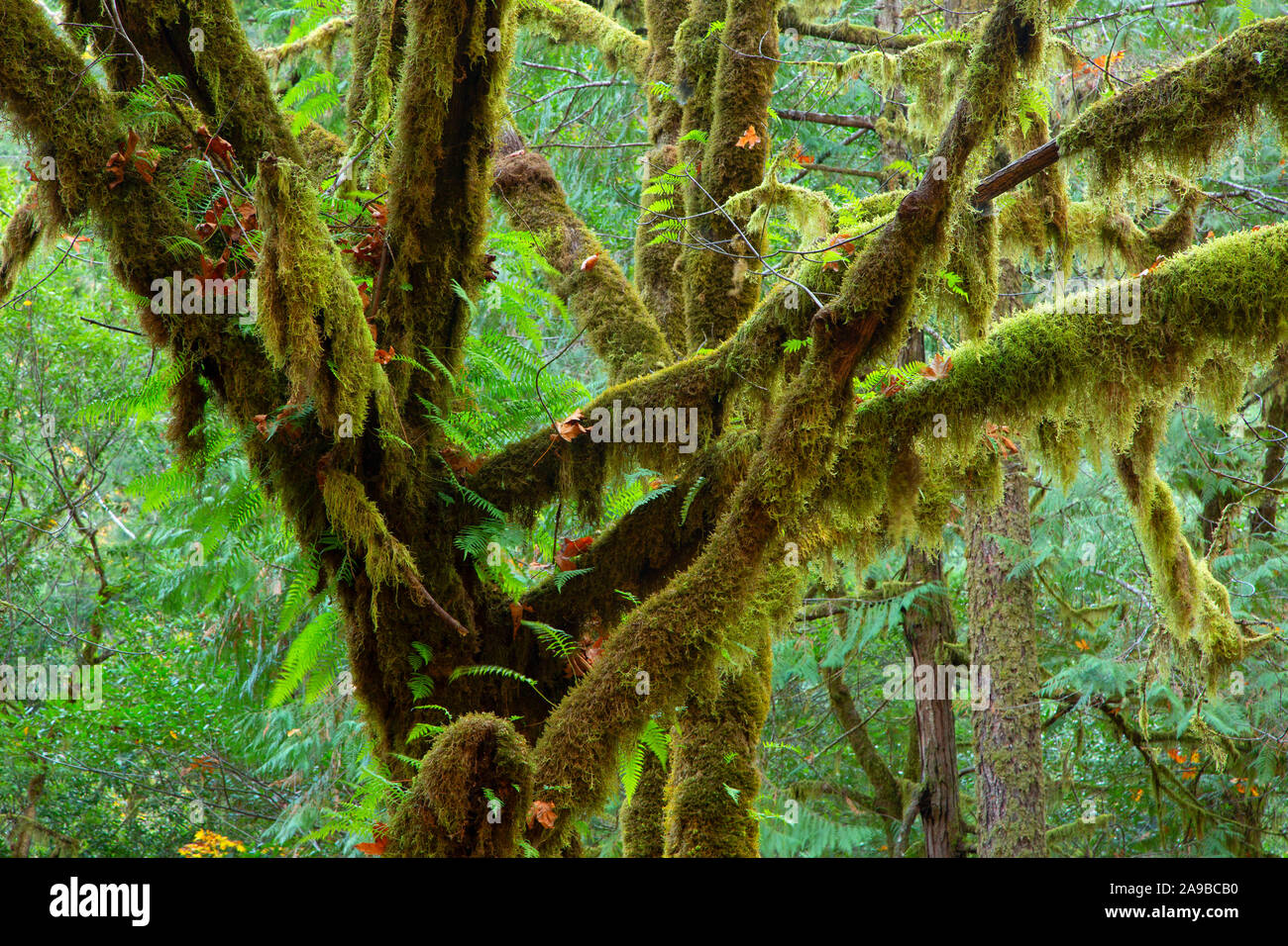 Sixes river oregon hires stock photography and images Alamy