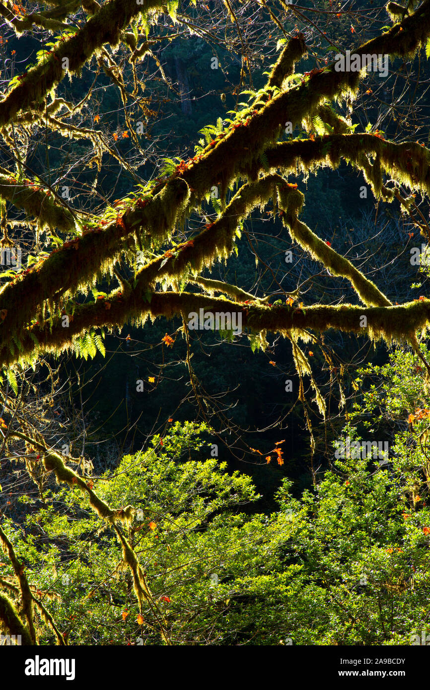 Licorice ferns (Polypodium glycyrrhiza), Sixes River Recreation Site