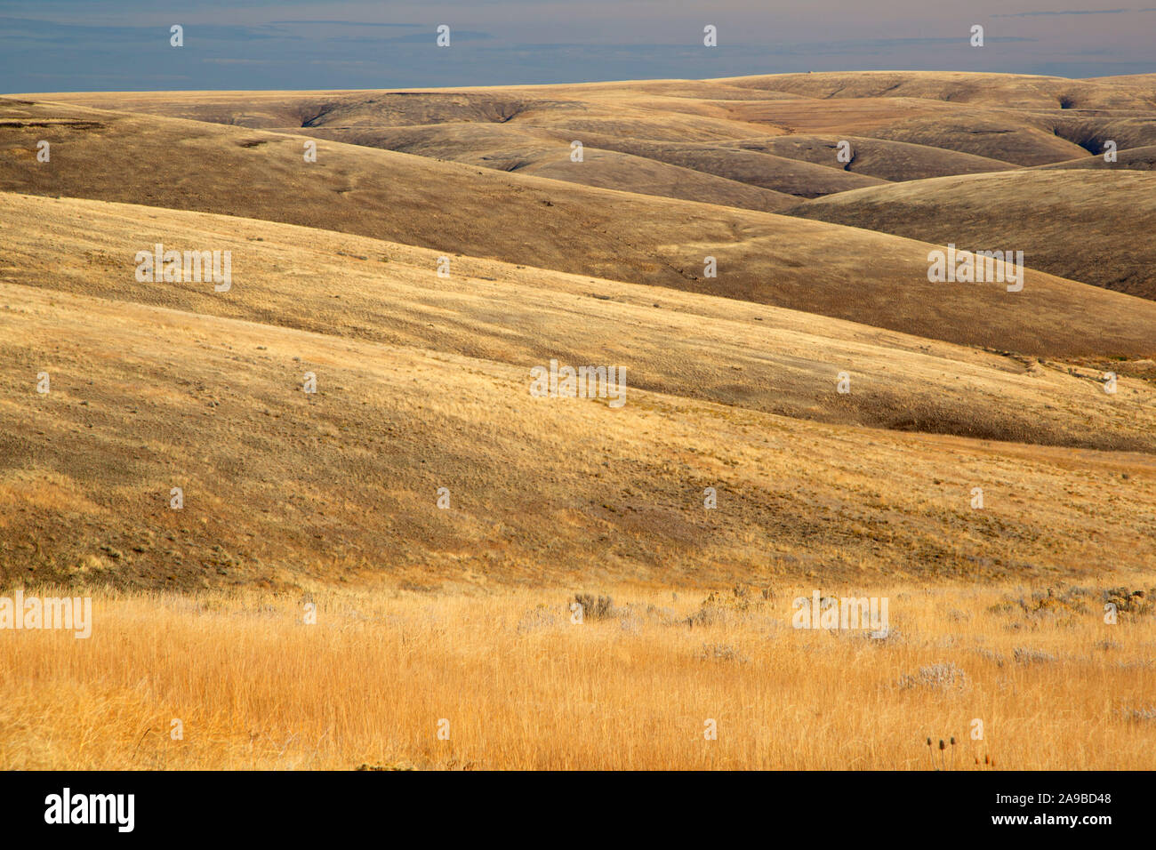 Grassland hills, Morrow County, Oregon Stock Photo Alamy