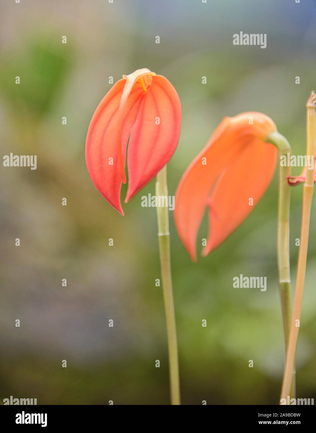 Masdevallia orchid in the Quito Botanical Gardens, Quito, Ecuador Stock Photo