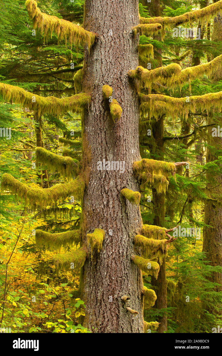 Douglas fir forest, Alsea Falls Recreation Site, South Fork Alsea National Back Country Byway, Oregon Stock Photo