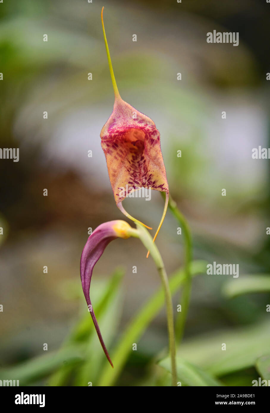 Masdevallia orchid in the Quito Botanical Gardens, Quito, Ecuador Stock Photo