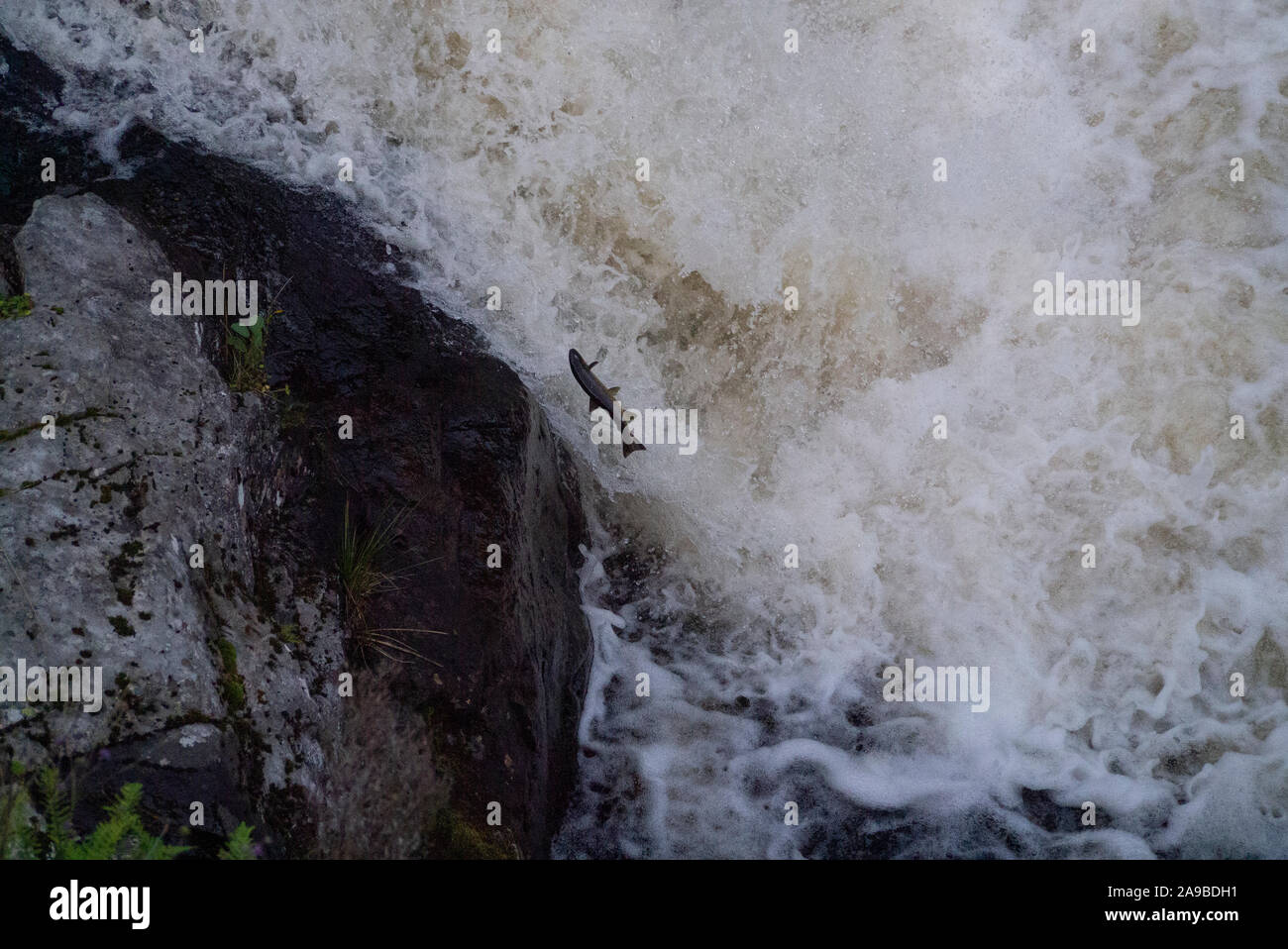 Leaping Atlantic salmon at the Falls of Shin Sutherland Scotland UK Stock Photo