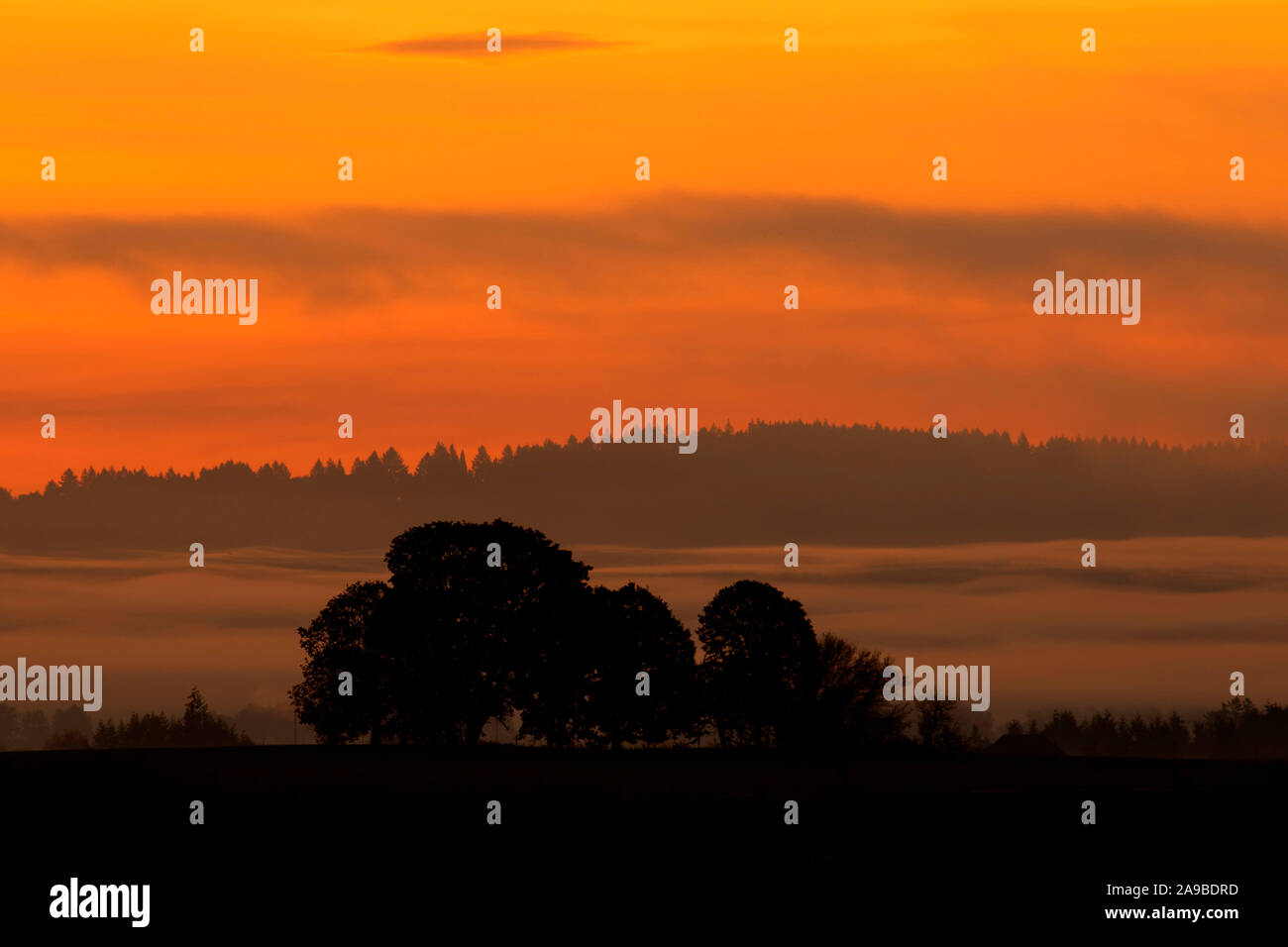 Oak tree sunrise silhouette hi-res stock photography and images - Alamy