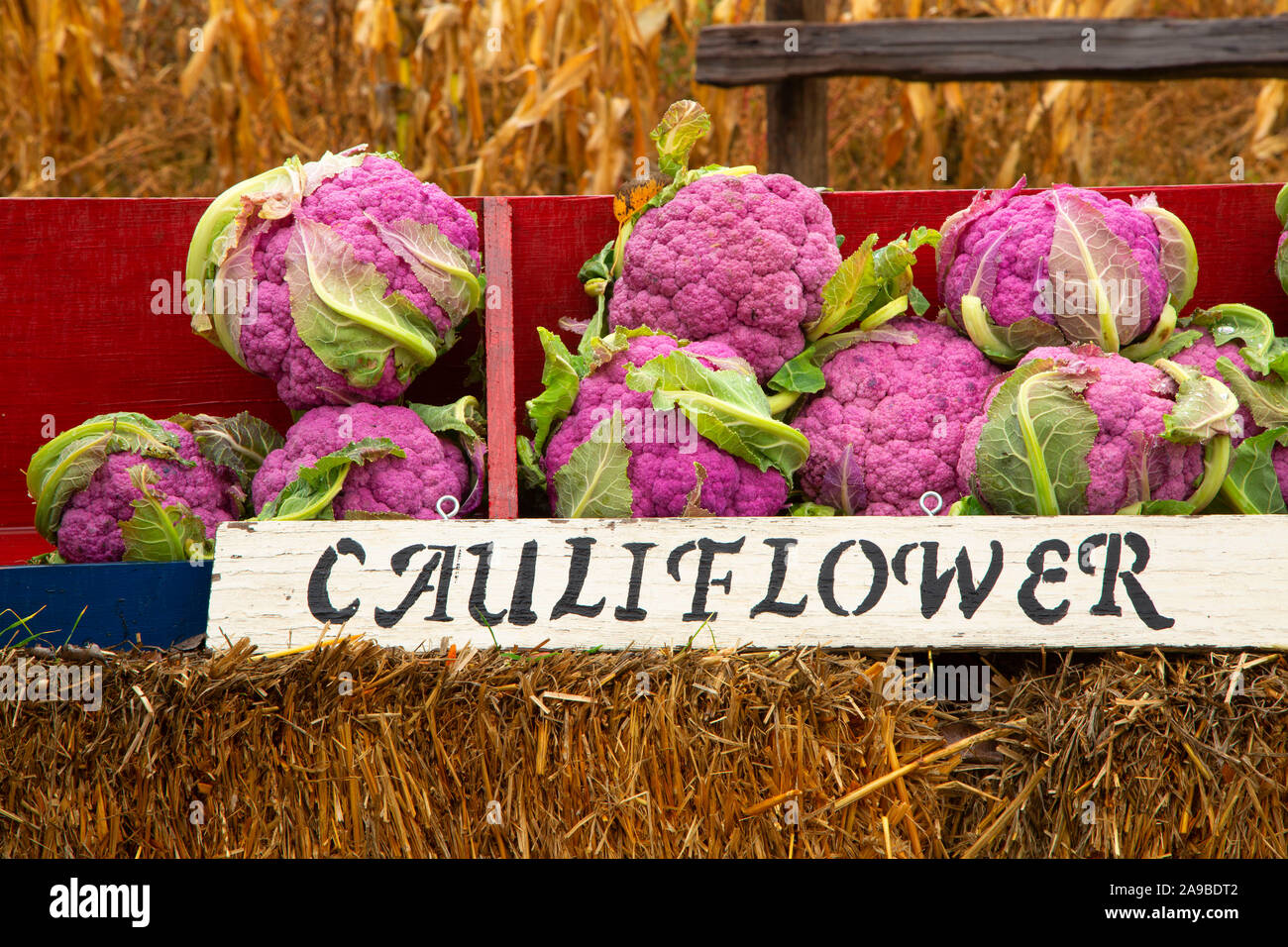 Purple cauliflower at farm stand, Marion County, Oregon Stock Photo