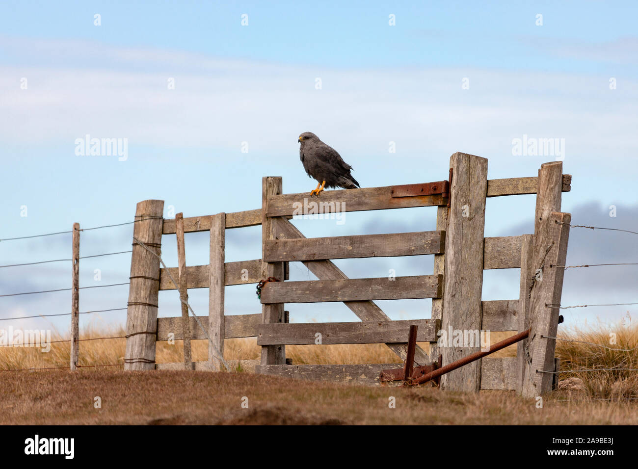 A Variable Hawk (Buteo polyosoma) on a gate on Carcass Island in the Falkland Islands (Islas Malvinas). Stock Photo