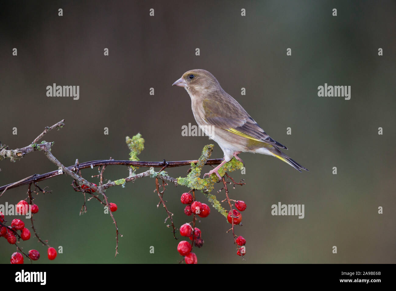 Greenfinch, Carduelis chloris, on a berry laden branch in Autumn, Wales Stock Photo