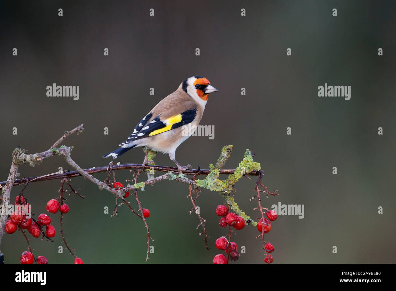 Goldfinch, Carduelis carduelis, on berry laden branch in Autumn, Wales Stock Photo