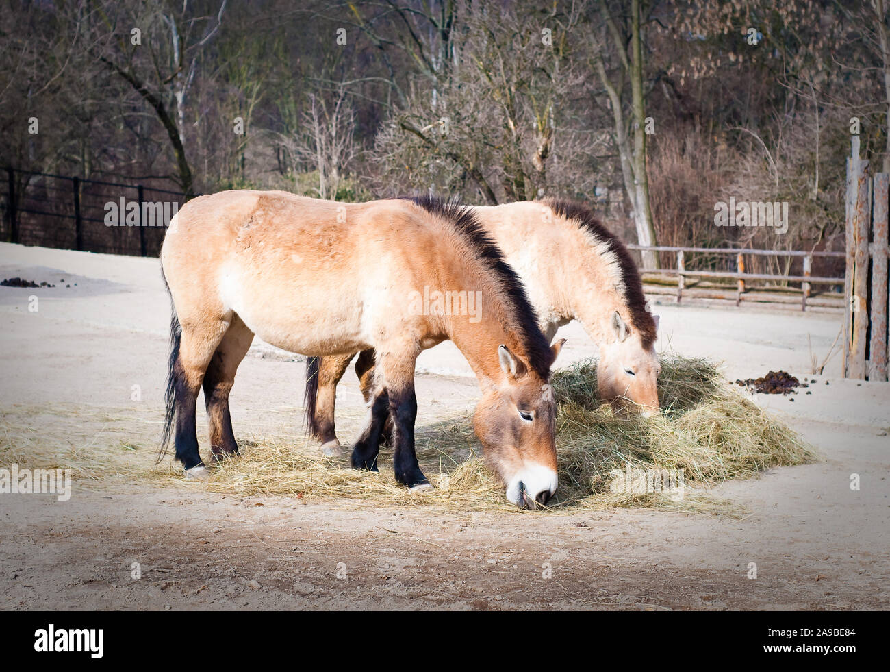 Two Przewalski horses eating straw Stock Photo Alamy