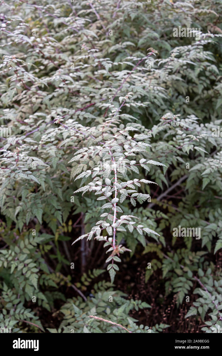 Rubus Thibetanus,Rubus thibetanus Silver Fern,rubus thibetanus,ghost bramble,Rosaceae. Silver leaf bramble. Stock Photo
