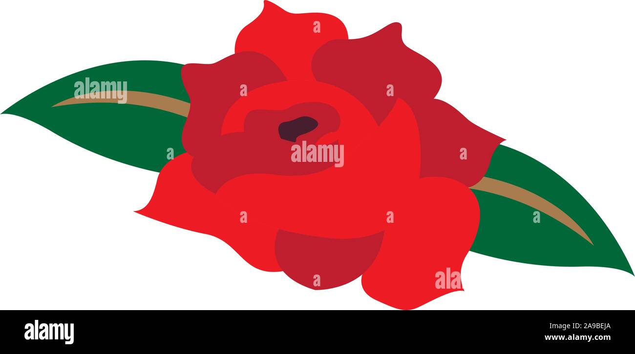 Isolated red rose image. Beautiful flower - Vector illustration Stock ...