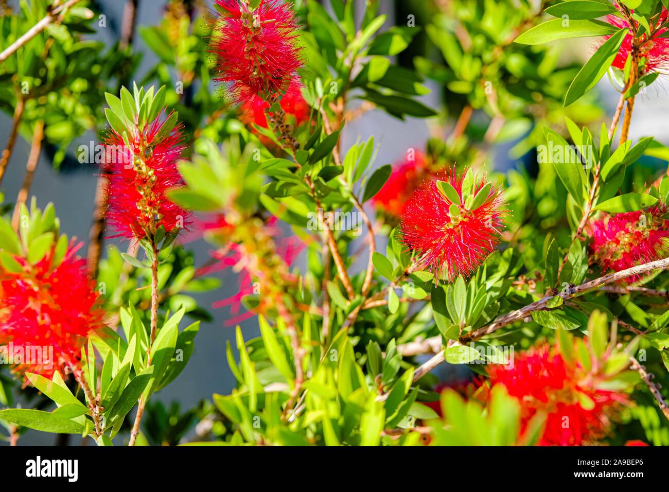Red fluffy bottlebrush flower, Callistemon citrinus. Close up, selective focuse. Stock Photo