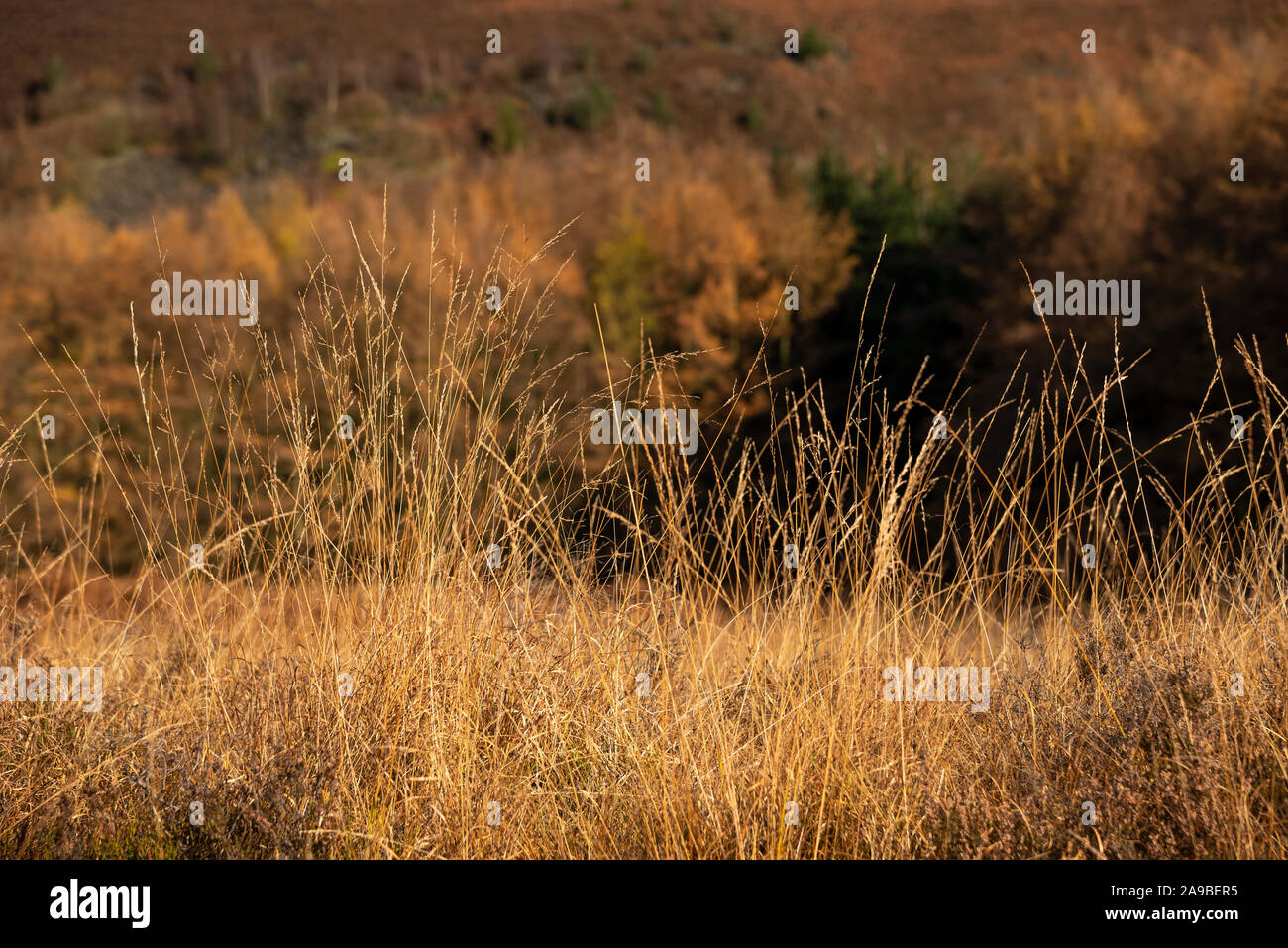 Moorland grasses with fine texture in autumn sunshine. Derbyshire, England. Stock Photo