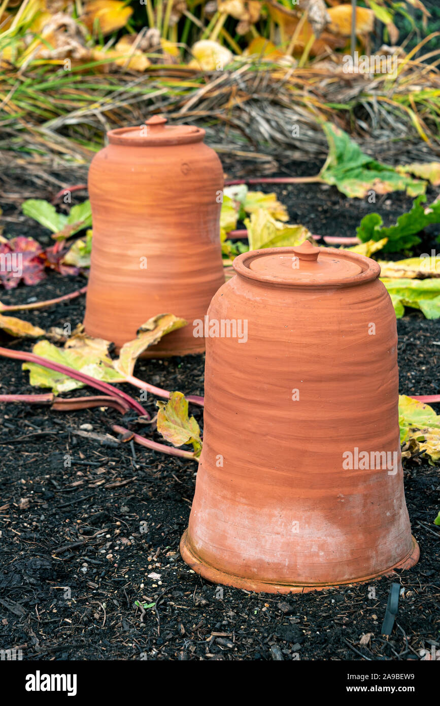 Terracotta Rhubarb forcing pots, or jars in use on a typical kitchen or vegetable garden. Stock Photo