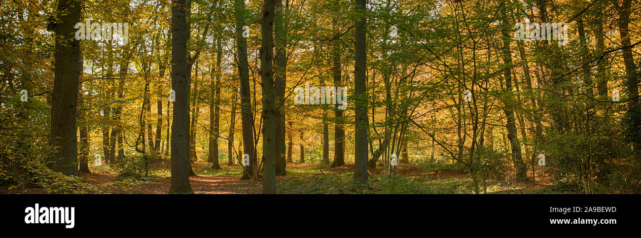 Gold trees hi-res stock photography and images - Alamy