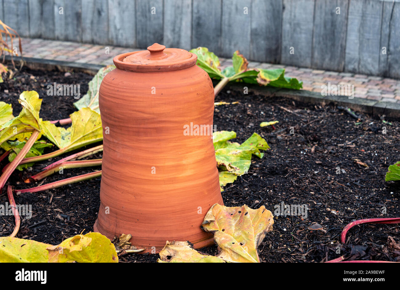 Terracotta Rhubarb forcing pots, or jars in use on a typical kitchen or vegetable garden. Stock Photo