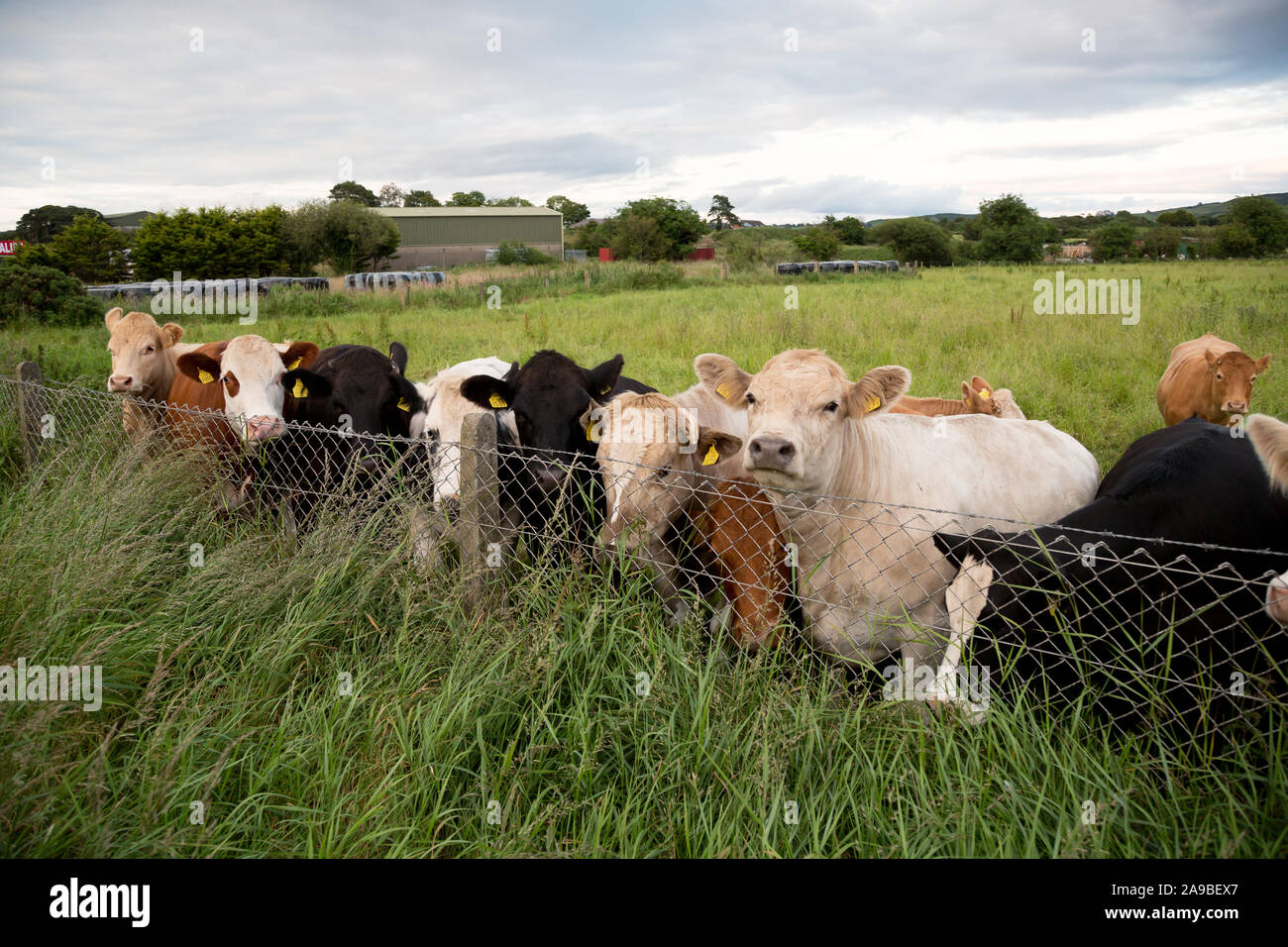 11.07.2019, Dundalk, Louth, Ireland - Irish border: Cows not suspecting anything, behind the next fence behind is already Northern Ireland. 00A190711D Stock Photo
