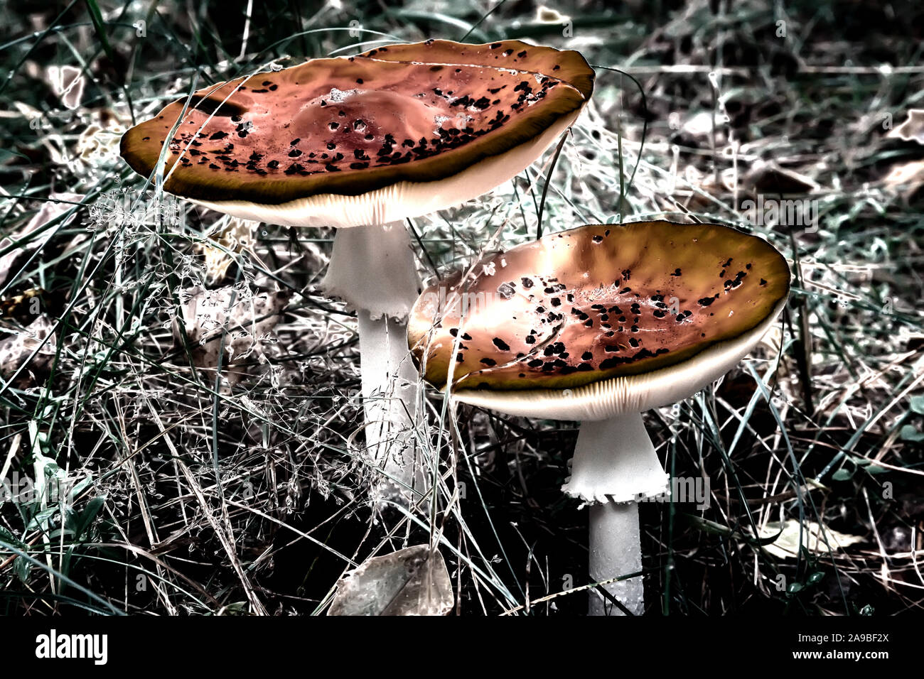 Two poisonous mushroom fly agaric in a forest clearing. Abstract image. Stock Photo