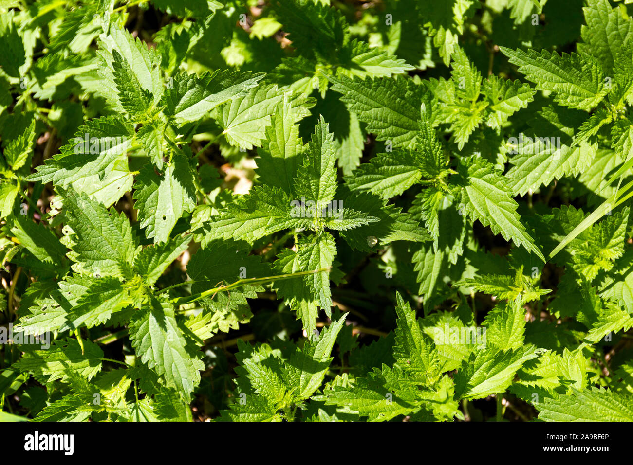 Stinging nettles England UK Stock Photo Alamy