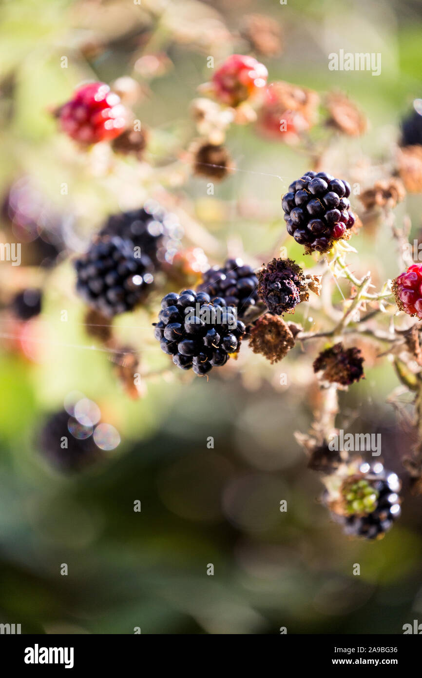 Wild brambles berries. England UK Stock Photo - Alamy