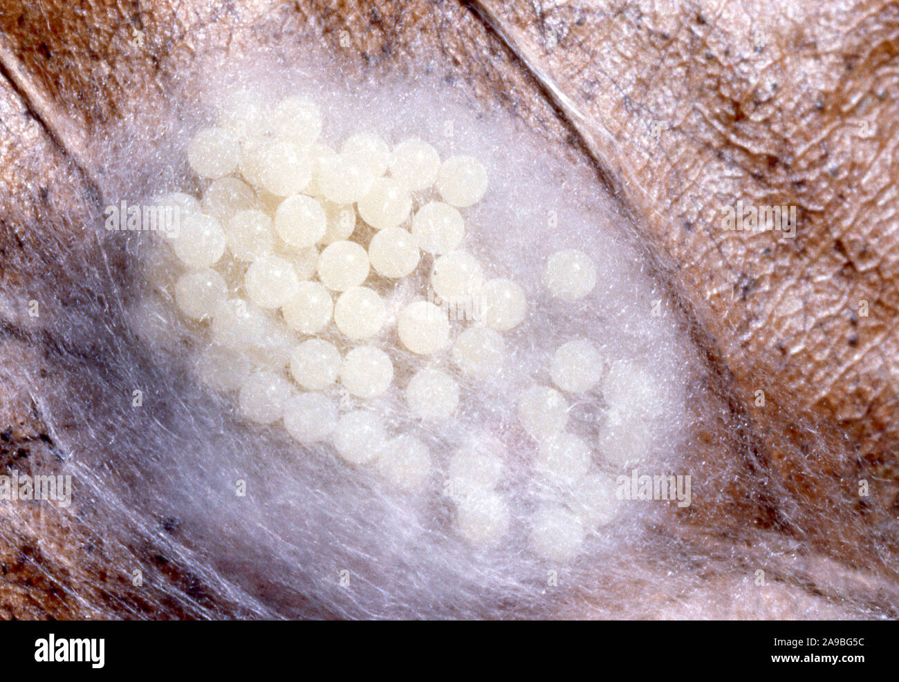 Spiders with eggs hi-res stock photography and images - Alamy
