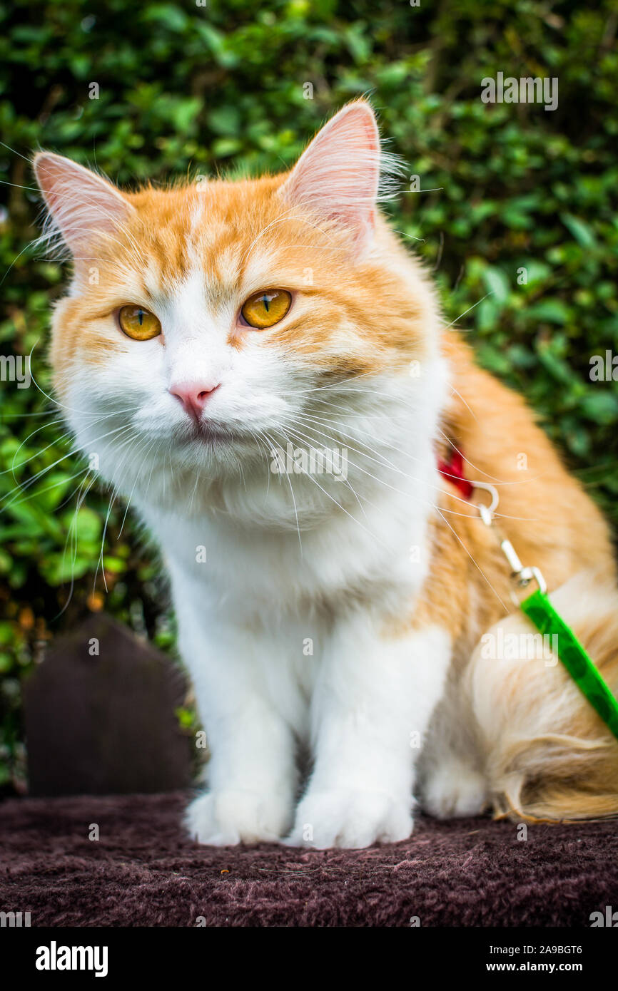 Ginger white tomcat learning how to walk on leash Stock Photo