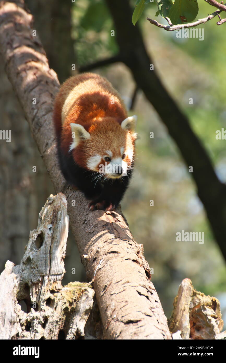 Red Panda Walking on a Tree Stock Photo