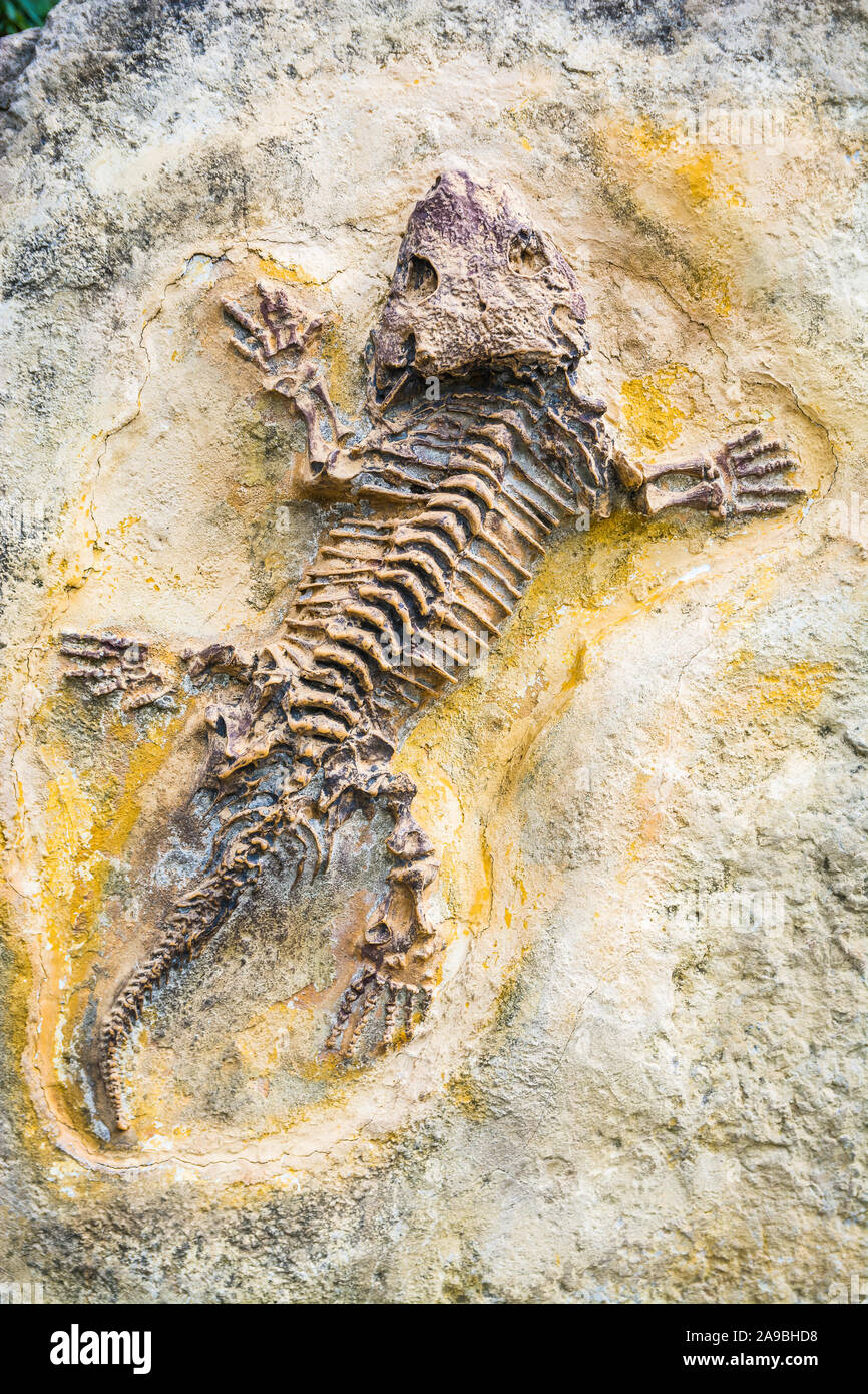 Liaoning fossil hi-res stock photography and images - Alamy