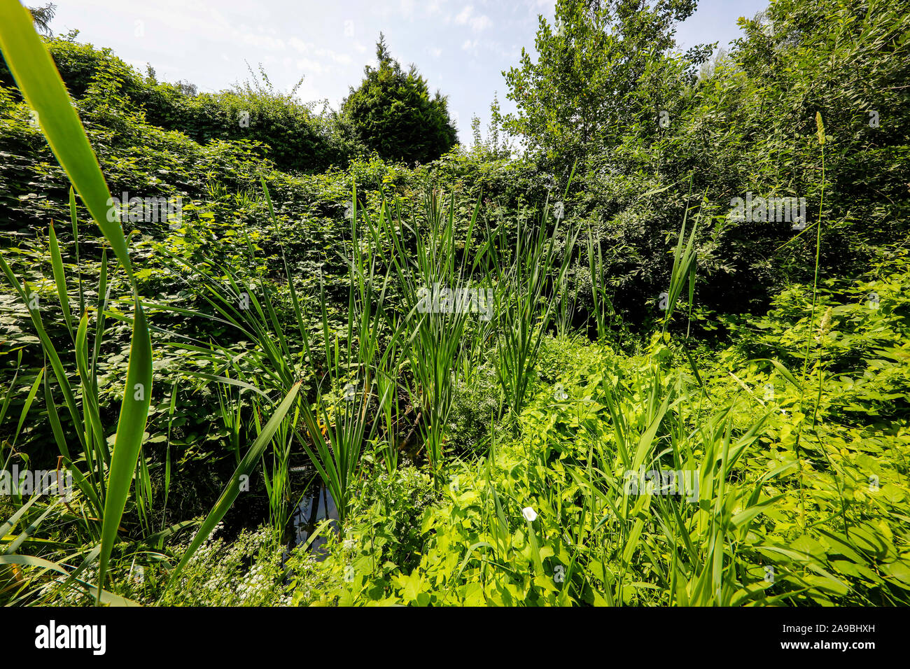 18.07.2019, Herne, North Rhine-Westphalia, Germany - Dorneburger Muehlenbach, after the renaturation, ecological improvement, belongs to the river sys Stock Photo