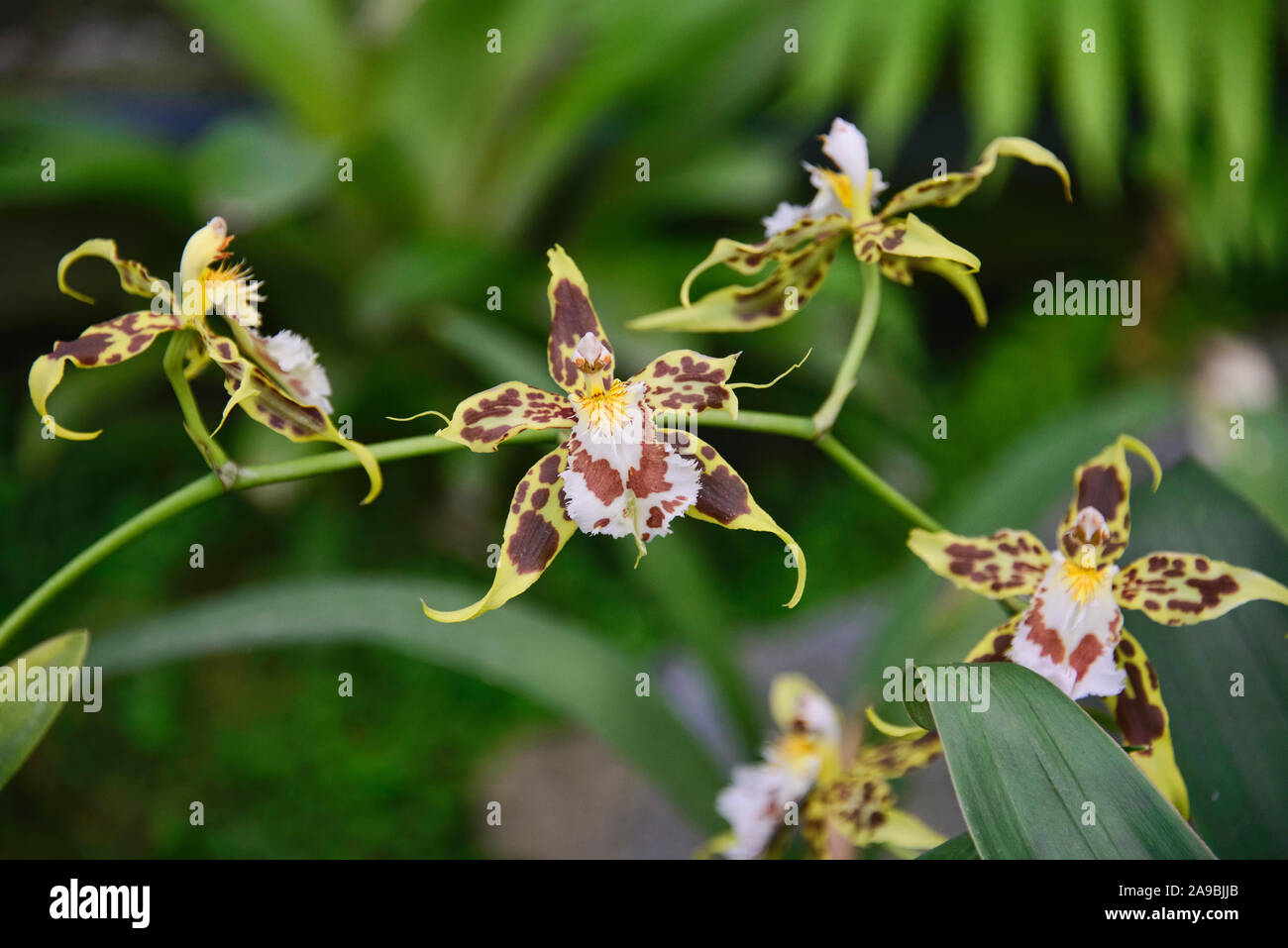 Odontoglossum orchids in the Quito Botanical Gardens, Quito, Ecuador Stock Photo