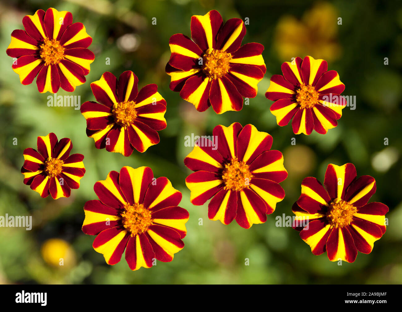 Red and Yellow Flower montage Stock Photo