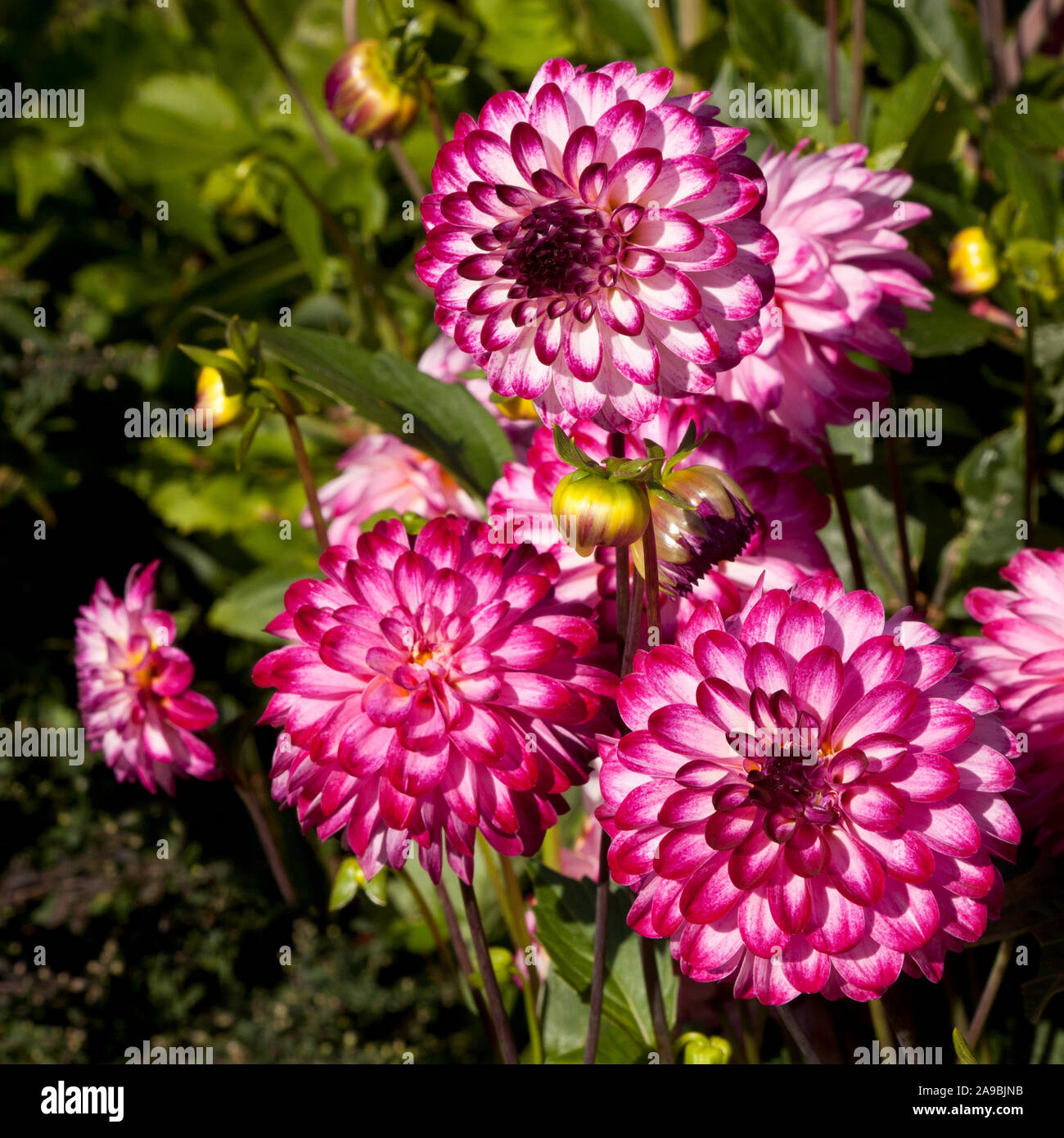 Red and white dahlia hires stock photography and images Alamy