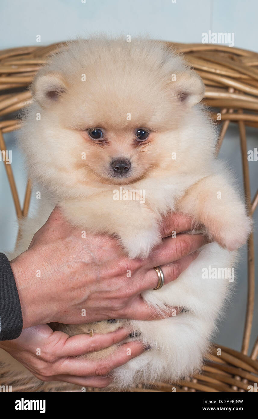Cute puppy of miniature Pomeranian Spitz Zwergspitz or Dwarf Spitz on a chair. Small dog is two month old. Stock Photo